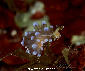 Ianolus cristatus & Polycera quadrilineata by Antonio Franco 